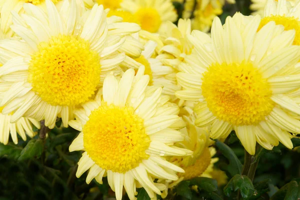 Three yellow chrysanthemums. — Stock Photo, Image