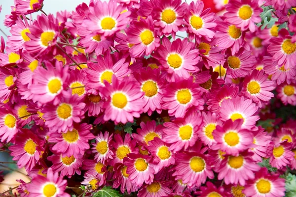 Field of dark pink chrysanthemums. — Stock Photo, Image