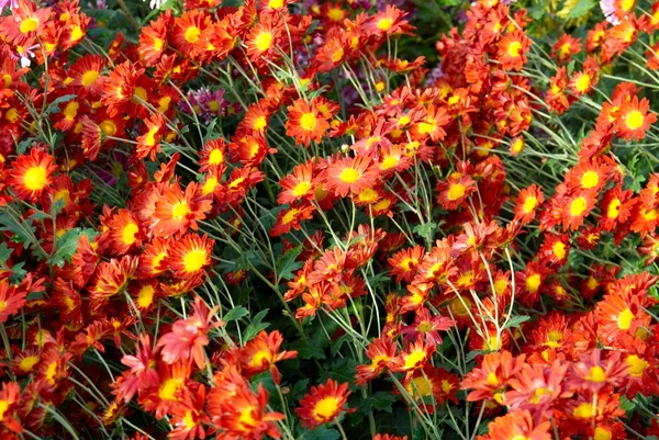 Champ des chrysanthèmes rouge-jaune et orange . — Photo