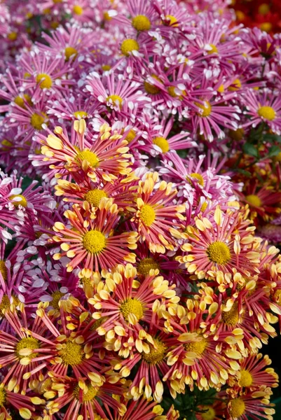Champ de deux chrysanthèmes de couleurs . — Photo