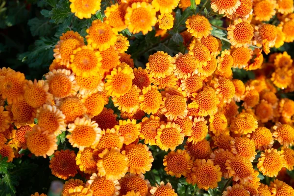 Campo de crisântemos vermelho-amarelo e laranja . — Fotografia de Stock