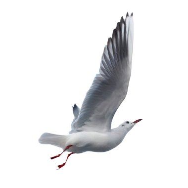 Seagull isolated on white background. clipart