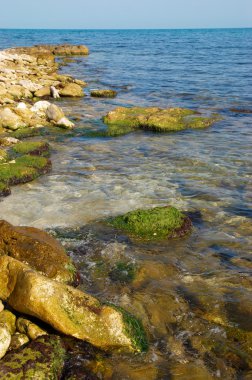 Coast with stones with green marine algae. clipart