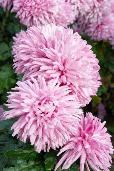 粉红色的菊花. — 图库照片