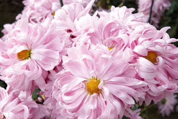 Söt rosa krysantemum. — Stockfoto