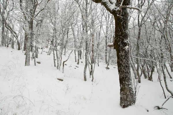 Paisaje invernal con árboles helados . —  Fotos de Stock