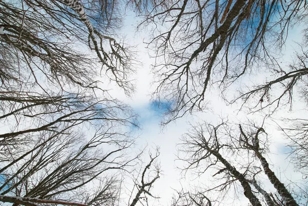 Top van winter bomen met blauwe lucht en de wolken. — Stockfoto