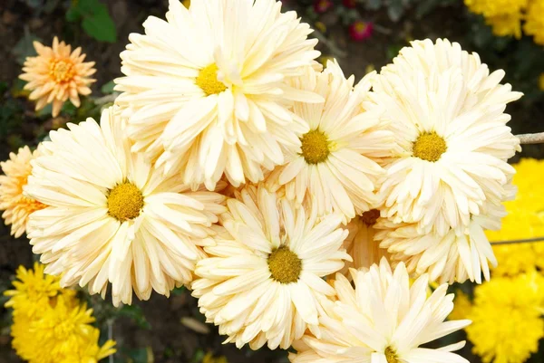 黄色白い菊の花のフィールド. — ストック写真
