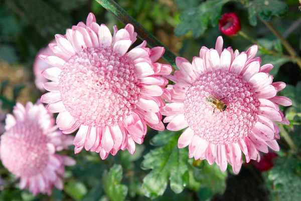 Zoete roze chrysanten. — Stockfoto