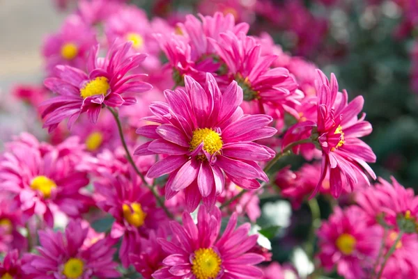 Campo de crisantemos rosados oscuros . — Foto de Stock