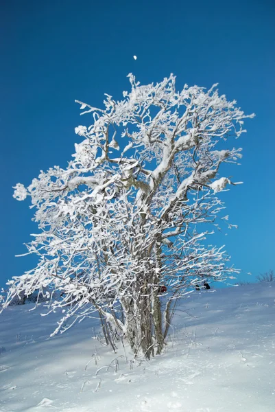 Invierno bosque helado —  Fotos de Stock