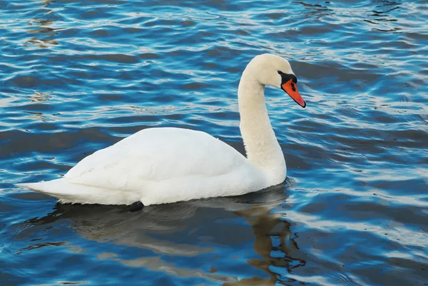 Cisne blanco . — Foto de Stock