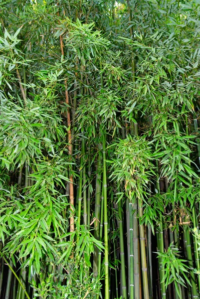 Bambu zen verde . — Fotografia de Stock