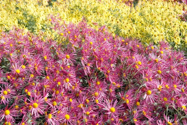 Field of purple and yellow chrysanthemums. — Stock Photo, Image