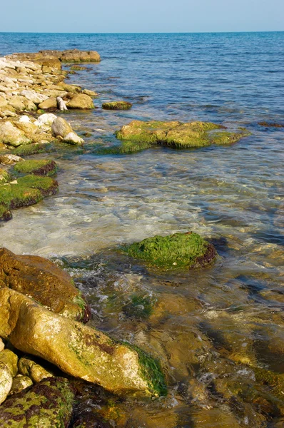 Küste mit Steinen mit grünen Meeresalgen. — Stockfoto