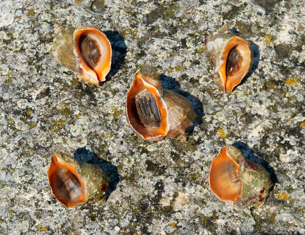 Coquilles et mollusques — Photo