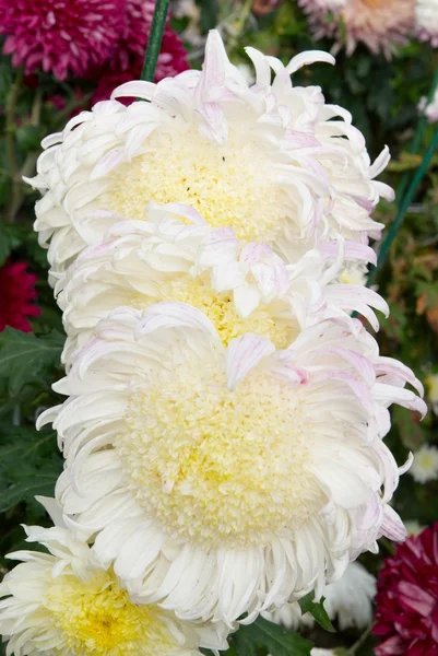 领域的白色黄色菊花. — 图库照片