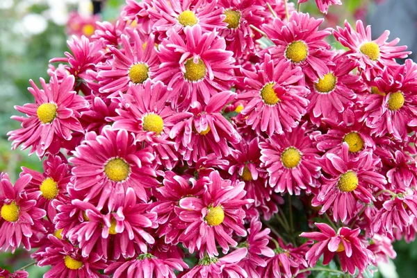 Stock image Field of dark pink chrysanthemums.