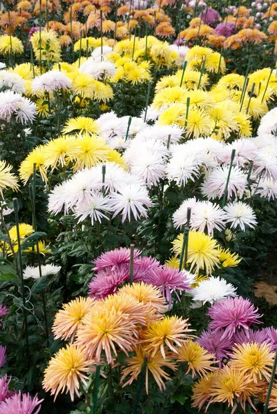 Campo di crisantemi di colori diversi . — Foto Stock