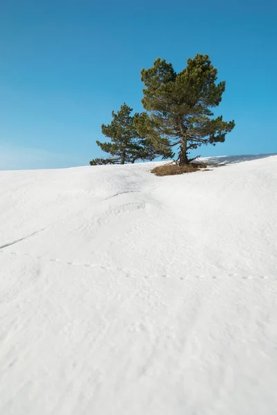 ต้นเฟอร์สีเขียวที่มีหิมะ . — ภาพถ่ายสต็อก
