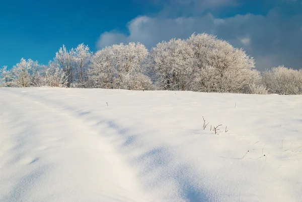 Winter icy forest — Stock Photo, Image