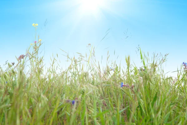 Зеленая трава и небо — стоковое фото