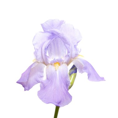 Blue iris aphylla clipart