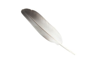 Bird's feather clipart