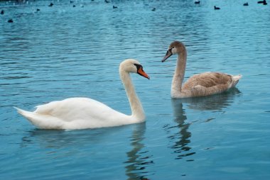 Two swans clipart