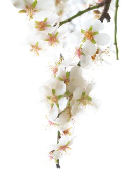 Plum-tree white flowers. clipart