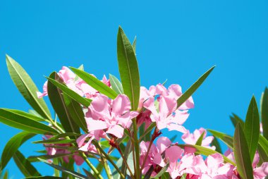 Flower'ın şube pembe