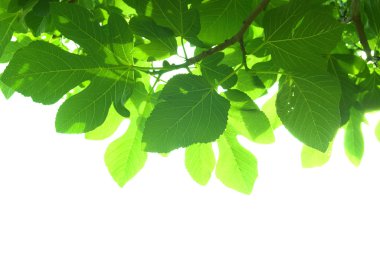 Green fig-tree leaves with branch clipart