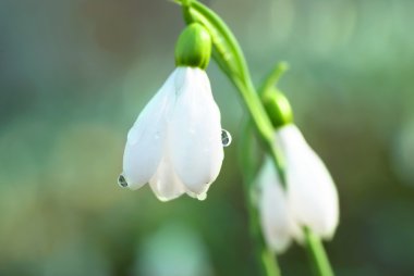 Kar damlası - ilkbahar beyaz çiçeği