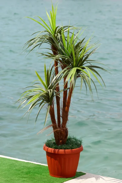 stock image Green palm in the pot.