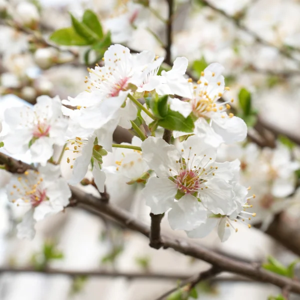 Plum-árvore flores brancas . — Fotografia de Stock