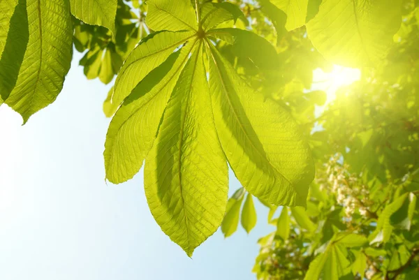 Grüne Blätter der Kastanie. — Stockfoto