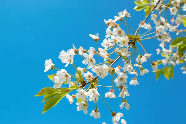 Λευκά άνθη κερασιάς — Φωτογραφία Αρχείου