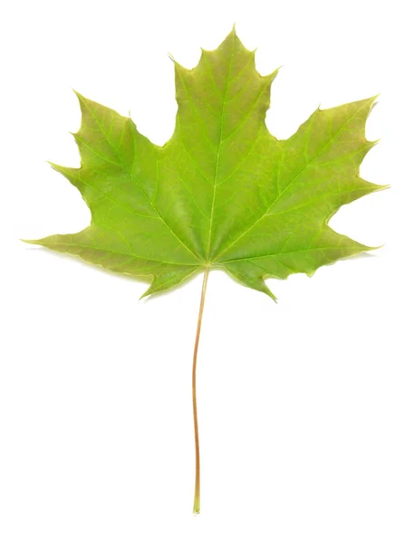 Зелений Кленовий лист — стокове фото