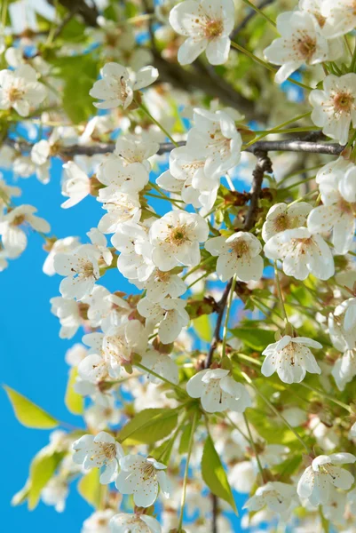 白樱桃花 — 图库照片