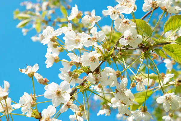 Flores brancas de cereja — Fotografia de Stock
