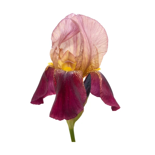 Blue iris aphylla — Stock fotografie