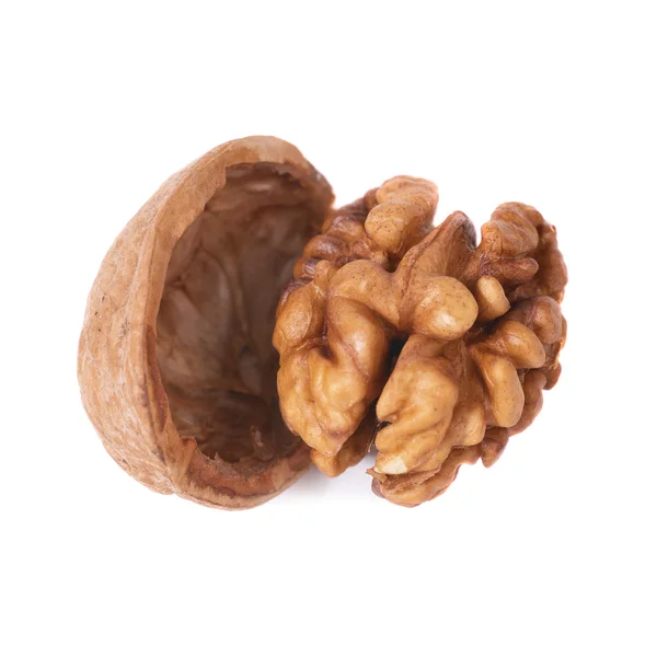 Ořech a shell — Stock fotografie