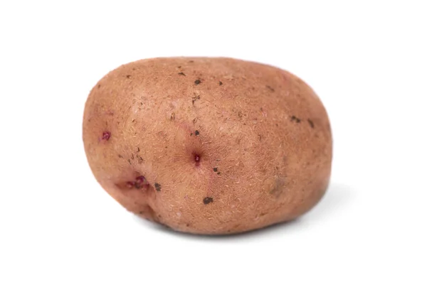 One ripe potato — Stock Photo, Image