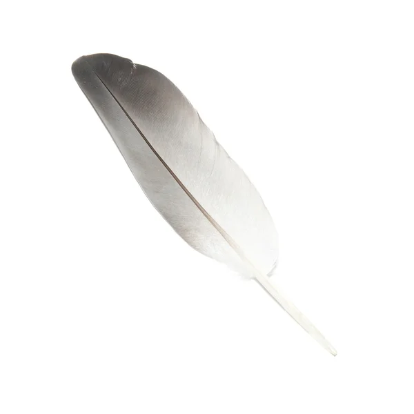 Bird's feather — Stock Photo, Image