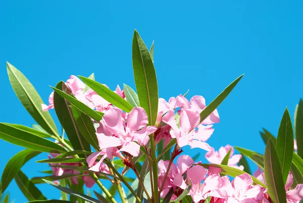 ピンクの花の枝 — ストック写真