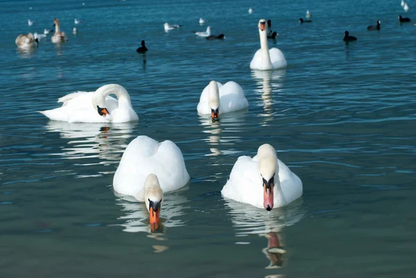 Лебеди на озере — стоковое фото