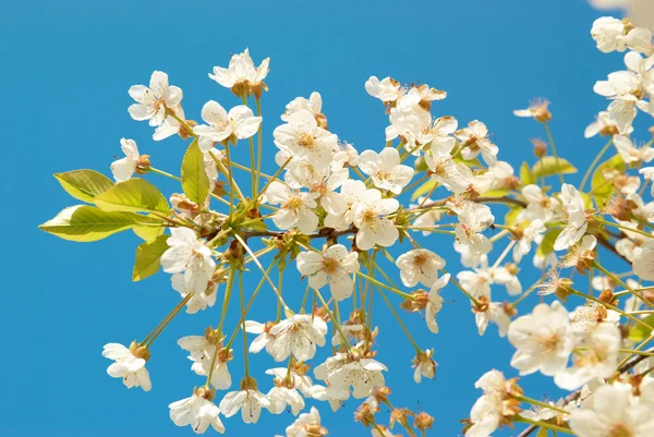 Witte cherry bloemen — Stockfoto