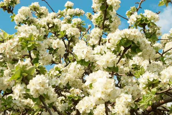 Valkoisen omenapuun kukat — kuvapankkivalokuva