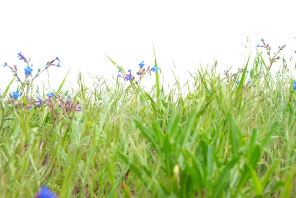 Hierba verde con flores azules — Foto de Stock