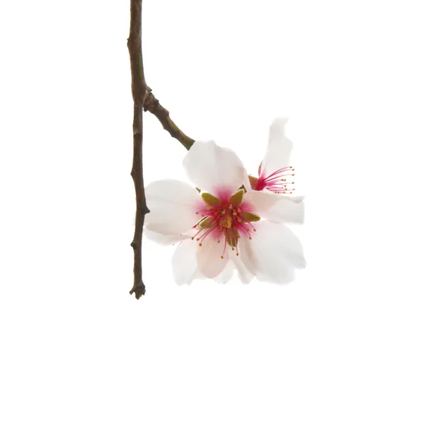 Mandloň růžové květy. — Stock fotografie